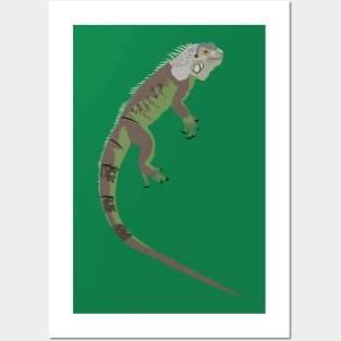 Green Iguana Posters and Art